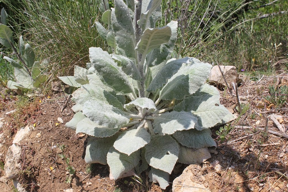 verbascum -pulverulentum x boerhavii (3).JPG