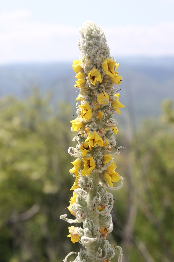 verbascum -pulverulentum x boerhavii (4).JPG