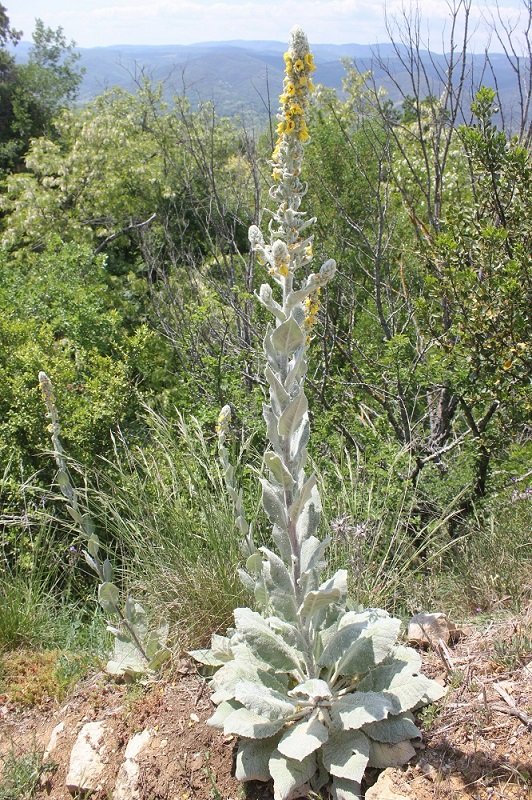 verbascum -pulverulentum x boerhavii (2).JPG