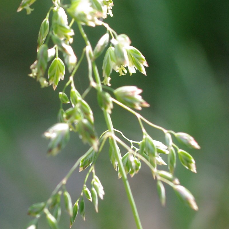 Détail de l'inflorescence