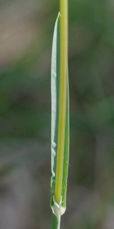 Feuille et ligule