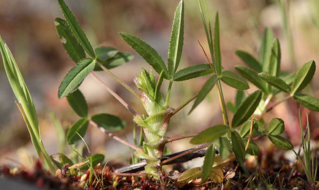 Trifolium strictum (3).jpg