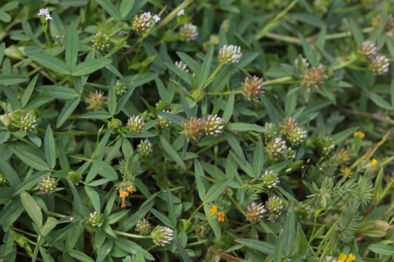 Trifolium strictum (2).jpg