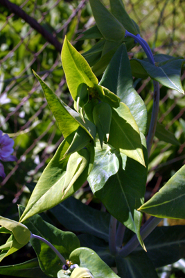Plantes divers 002.jpg