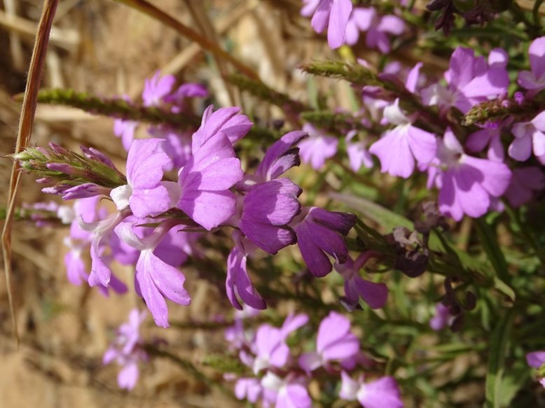 Niamey 2022-10-09 (39) Striga aspersa-2.jpg