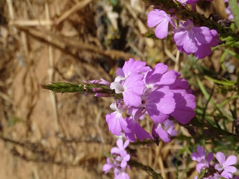 Niamey 2022-10-09 (42) Striga aspersa-3.jpg