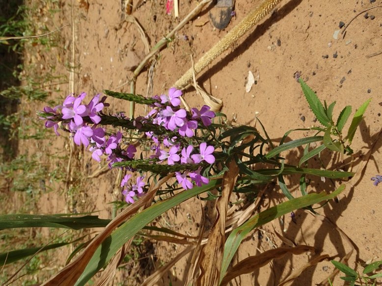 Niamey 2022-10-09 (44) Striga aspersa-4.jpg