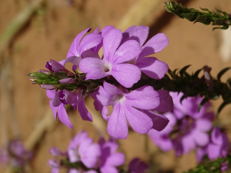 Niamey 2022-10-09 (45) Striga aspersa-5.jpg