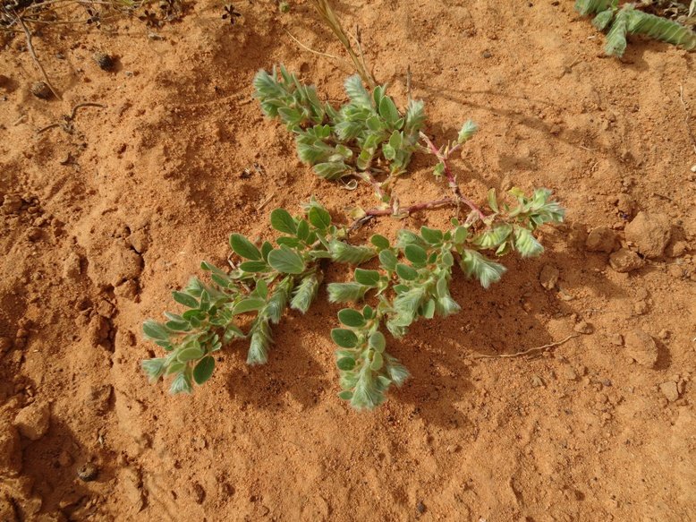 Niamey 2022-10-15 (37)-4.jpg