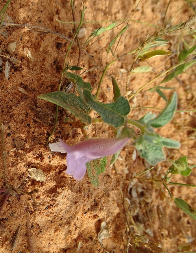 Niamey 2022-10-15 (50)-1.jpg