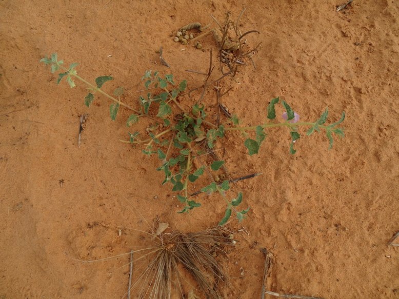 Niamey 2022-10-15 (72)-3.jpg