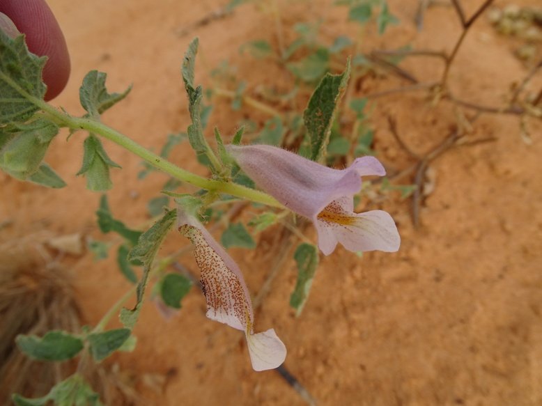 Niamey 2022-10-15 (73)-4.jpg