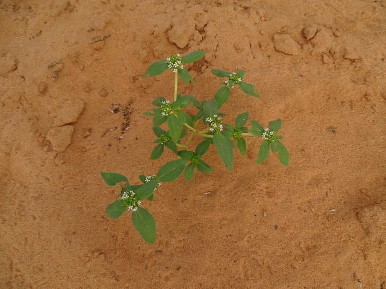 Niamey 2022-10-15 (74)-4.jpg