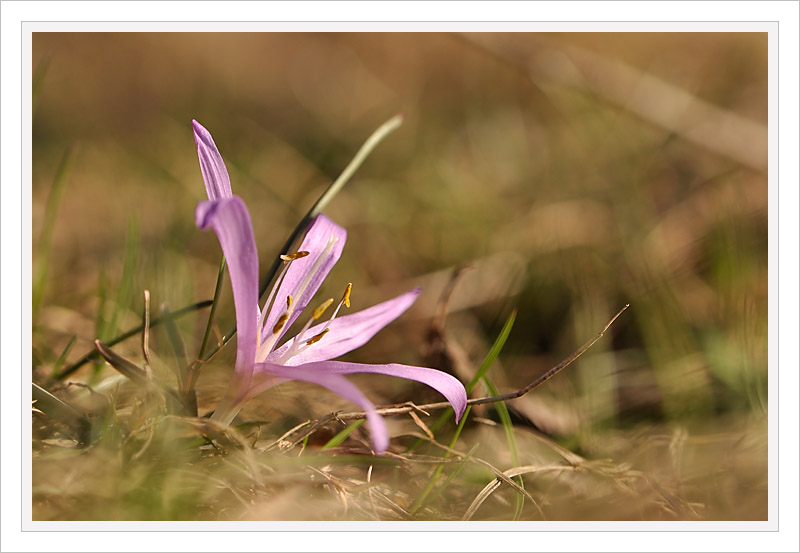 _DSC0329 copie.jpg