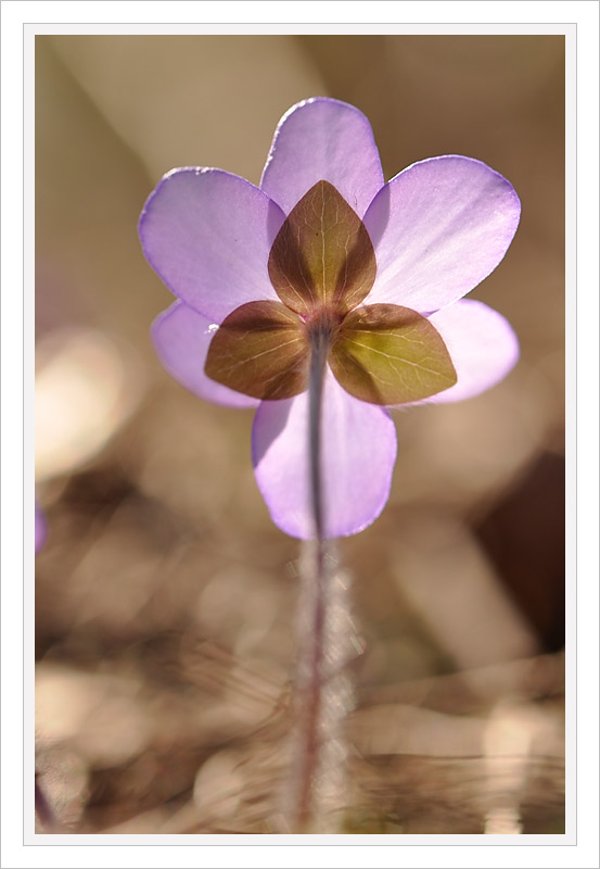 _DSC0385 copie.jpg