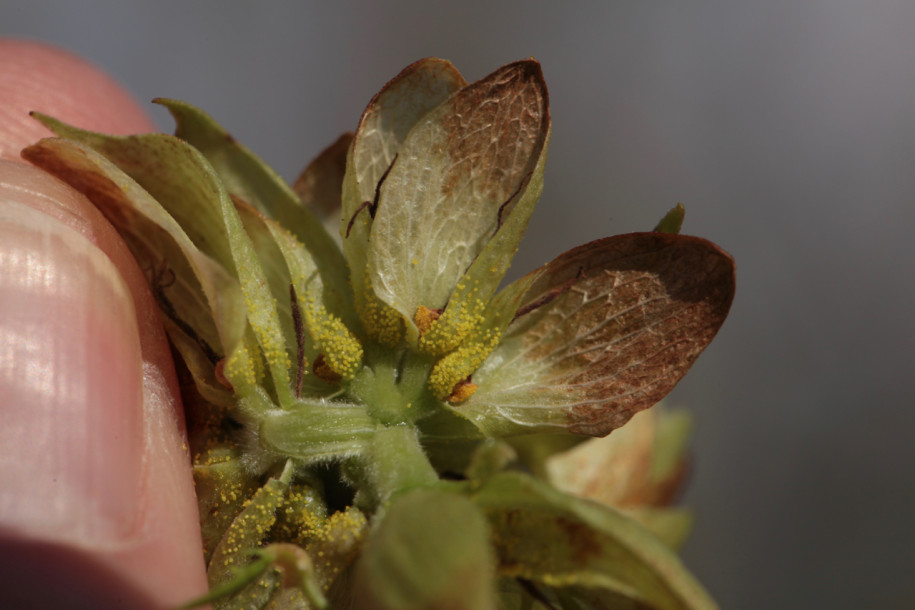 Humulus lupulus