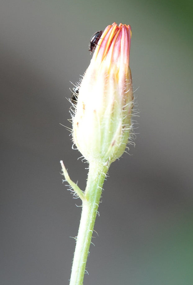 Crepis6.jpg