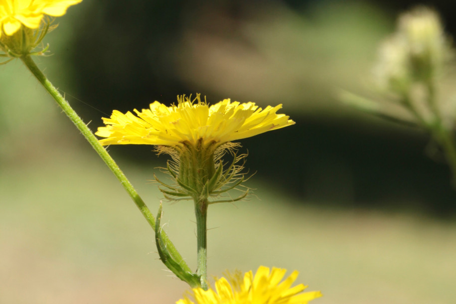 Crepis setosa