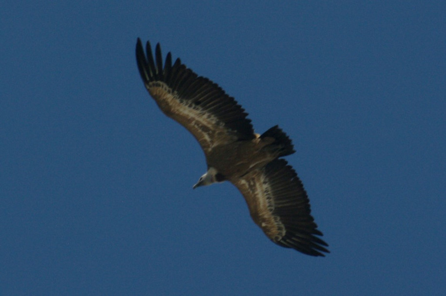 0200_Vautour fauve (col de Chaude Maison).jpg