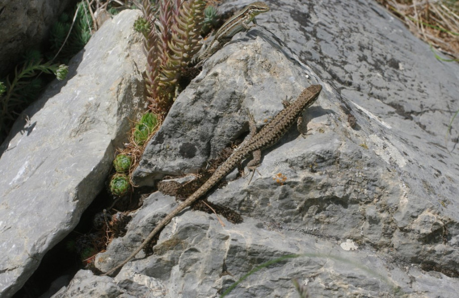 0500_Lézards (Le Queyron).jpg