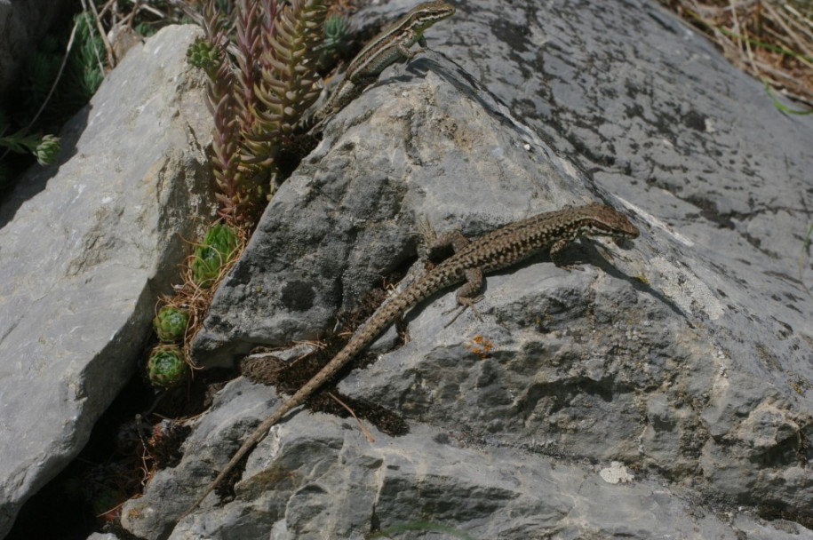 0600_Lézards (Le Queyron).jpg