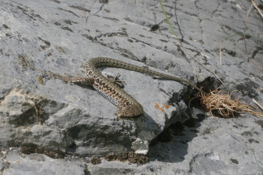 0700_Lézards (Le Queyron).jpg