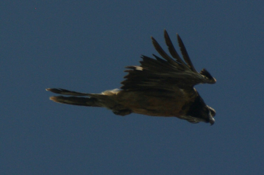 2000_Z_Gypaète barbu (Crête de Coq).jpg