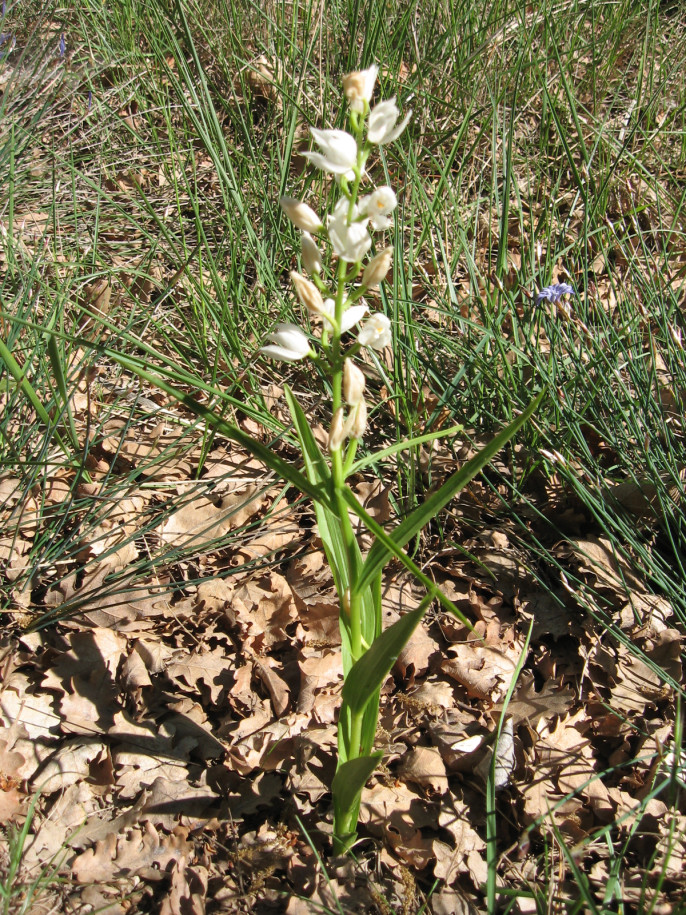 Cephalanthera.jpg