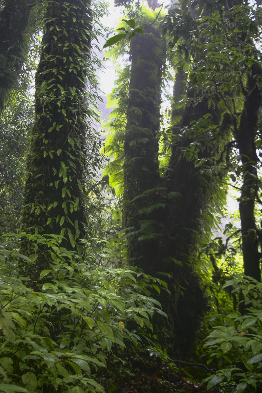 Doi Inthanon7.jpg