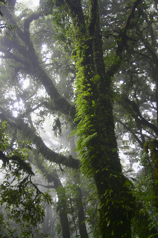 Doi Inthanon8.jpg