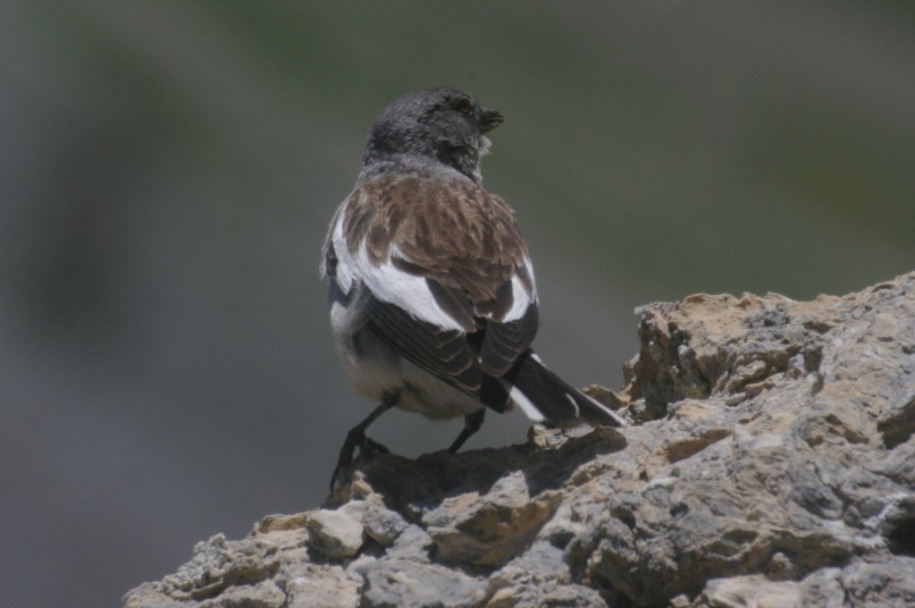 1600_Niverolle alpine (pic du Béal Traversier IX).jpg