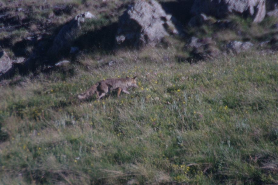 2700_Renard (pointe des Sagnes Longues I).jpg