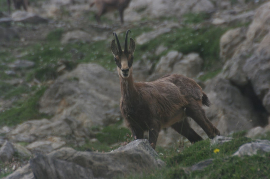 3100_Chamois (dent de Ratier I).jpg