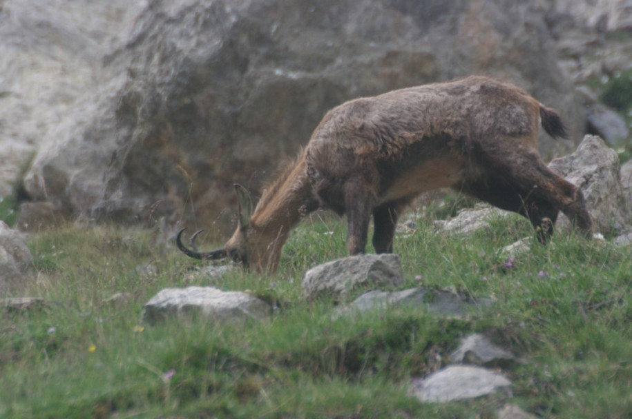 3200_Chamois (dent de Ratier II).jpg