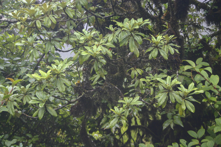 Rhododendron arboreum2.jpg