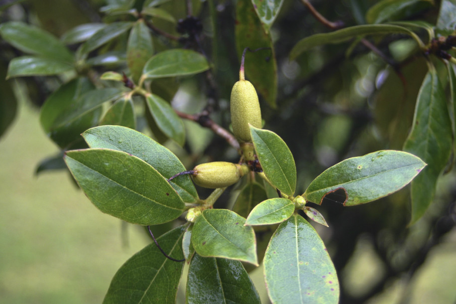 Rhododendron arboreum4.jpg