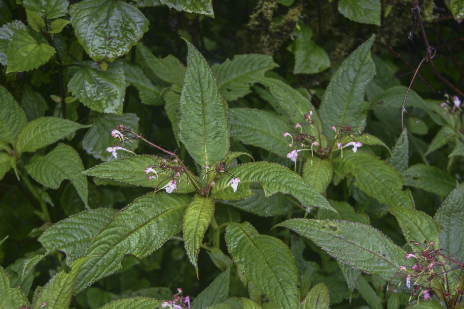 Impatiens garrettii1.jpg