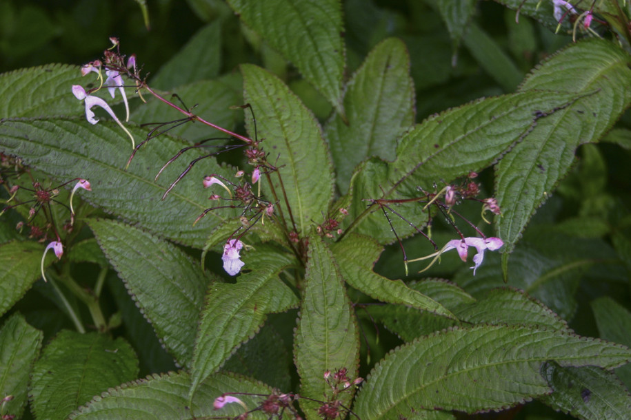 Impatiens garrettii2.jpg