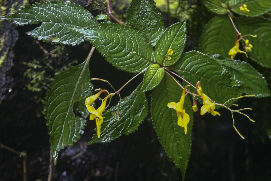 Impatiens longiloba1.jpg