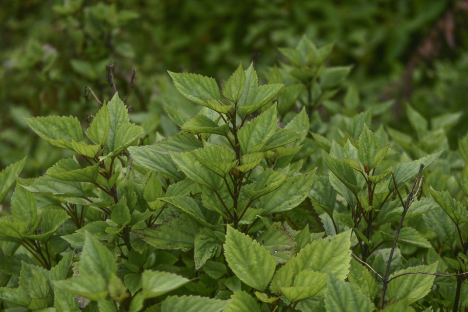 Ageratina adenophora1.jpg