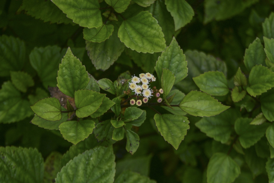 Ageratina adenophora2.jpg