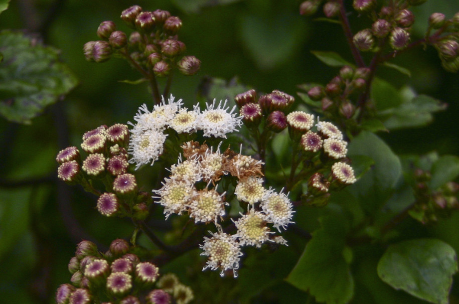 Ageratina adenophora3.jpg