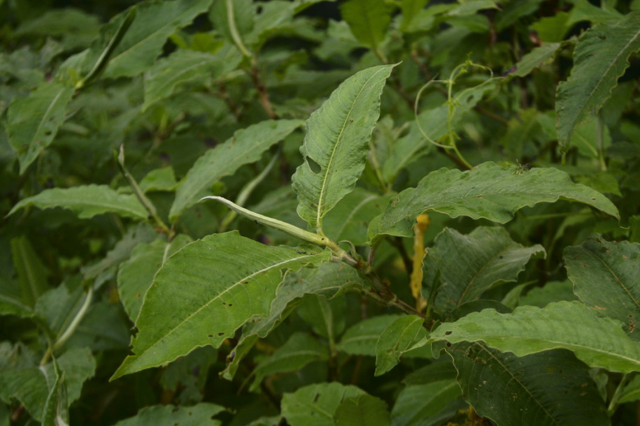 Polygonum sp.2.jpg