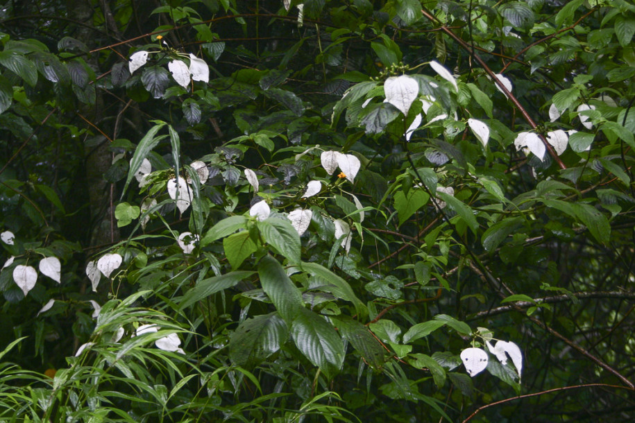 Mussaenda sanderiana1.jpg