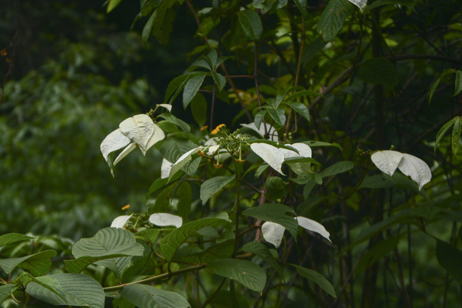 Mussaenda sanderiana2.jpg