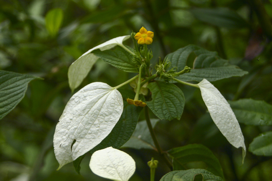 Mussaenda sanderiana4.jpg