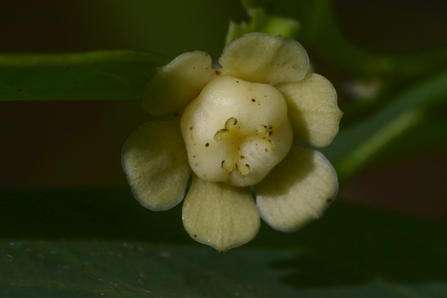 Sauropus quadrangularis2.jpg