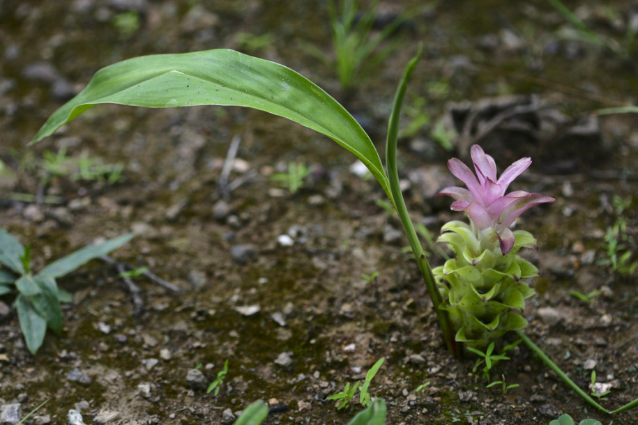 Curcuma purpurascens1.jpg