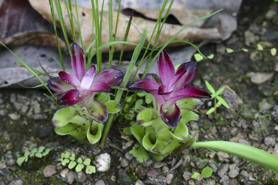 Curcuma purpurascens3.jpg