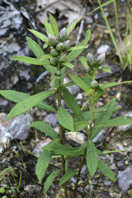 Vernonia sp.1.jpg
